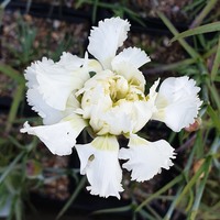 Dianthus  'Mrs Sinkins'